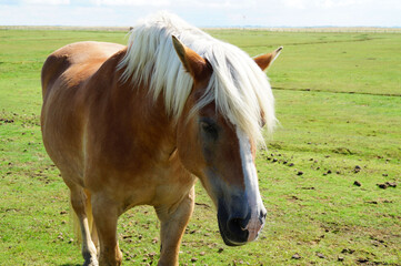 a beautiful Palomino horse dozing on the green meadow on the shores of of Baltrum Island in the North Sea (Germany)