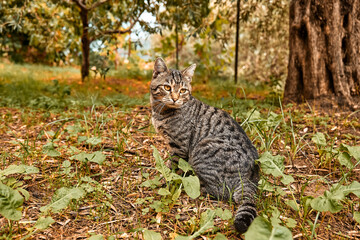 Cute tabby cat in colorful autumn garden. Portrait of beautiful kitten in nature. Eco bio...