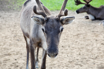 Young female reindeer