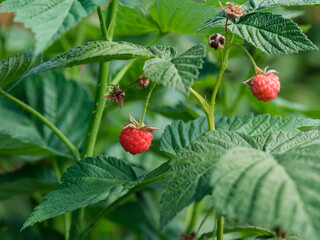 Red organic raspberries growth on a bush in nature