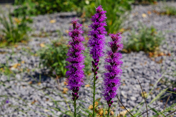 Beautiful bright purple flowers of blooming Liatrice Spicata growing in the garden