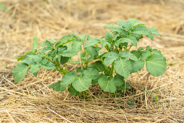 An alternative way to grow potatoes in hay. Growing potatoes without digging up the ground, under...