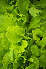 Young green lettuce leaves in the garden, vertical photo