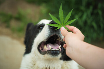 The officer's hand holds a leaf of cannabis in front of the dog's nose. Selective focus