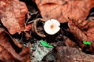 Mushroom growing in Autumn Leaves . Autumn natural background . White edible mushroom in fall season 