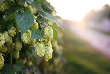 Hop branch on the street. Sunset light, free space for text, close-up. © Yuliia