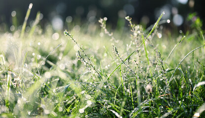 Natural background. Grass covered with dew in the morning sun. Close-up, shallow depth of field, selective focus.