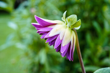 Purple dahlia flower just beginning to bloom outdoors.