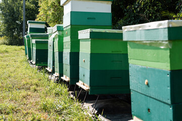 row of beehives on apiary outdoors