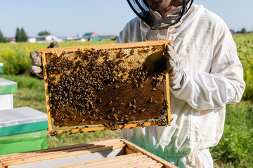 cropped view of beekeeper in protective suit and gloves holding honeycomb frame with bees on apiary
