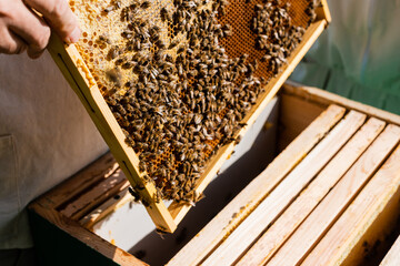 cropped view of apiculturist holding honeycomb frame near beehive in apiary