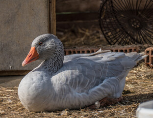 Gänse auf der Weide