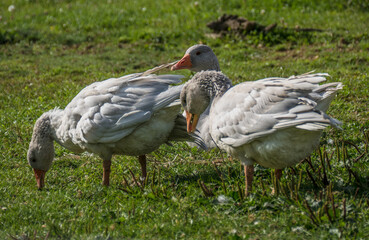 Gänse auf der Weide