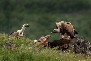 Griffon vultures near the carcass. Vultures in the Rhodope mountains. Bulgaria wildlife. 