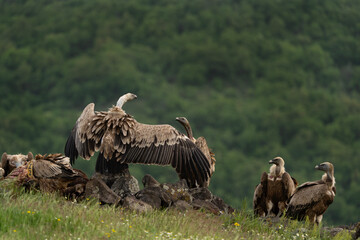 Griffon vultures near the carcass. Vultures in the Rhodope mountains. Bulgaria wildlife. 