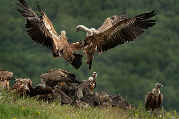 Griffon vultures near the carcass. Vultures in the Rhodope mountains. Bulgaria wildlife. 