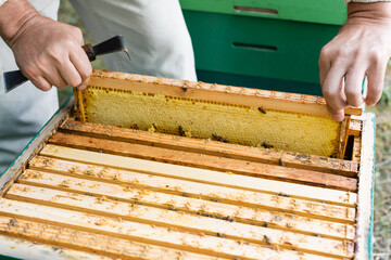 cropped view of beekeeper with scraper extracting honeycomb frame from beehive