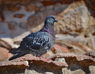 Pigeon sits atop the roof of a Greek church