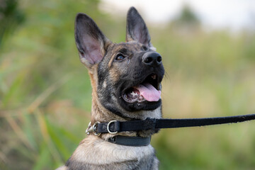 A close-up portrait of a four-month-old German Shepherd puppy. Green grass in the background