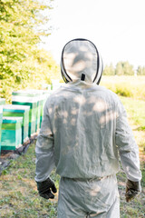 back view of bee master in protective suit near beehives on apiary