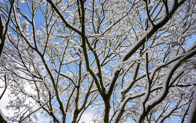 Icy snow covered branches against blue sky