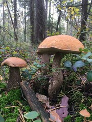 mushrooms in the forest