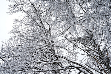 snow covered tree