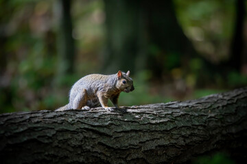The eastern gray squirrel (Sciurus carolinensis) in the park
