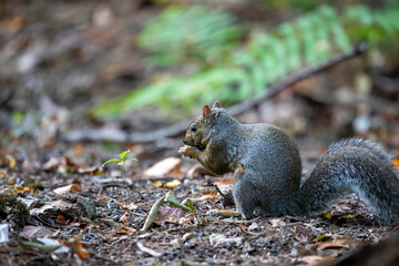The eastern gray squirrel (Sciurus carolinensis) in the park