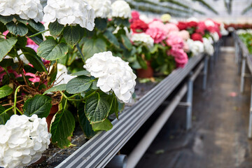Large Industrial Greenhouse with colorful hydrangea. Flowers in pots all around.
