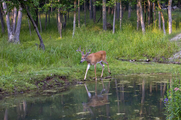 Obraz na płótnie Canvas white-tailed deer 