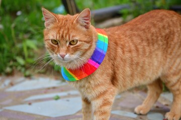 Domestic cat wearing bird warning cat collar covers around the neck