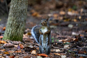 The eastern gray squirrel (Sciurus carolinensis) in the park