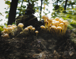Pilze in einem Wald, Sonnenschein