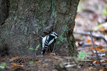 The  downy woodpecker (Dryobates pubescens) in the park.  It is the smallest woodpecker in North America.