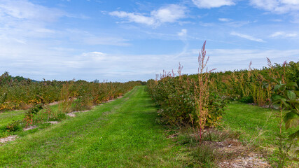 vineyard