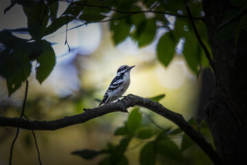 The  downy woodpecker (Dryobates pubescens) in the park.  It is the smallest woodpecker in North America.