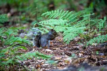 The black squirrel. Dark form eastern gray squirrel in the park.