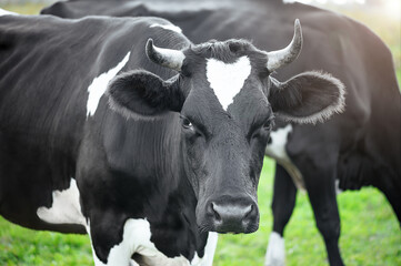 A black cow with white spots grazing in a pasture close-up. The concept of environmentally friendly farming with natural nutrition.