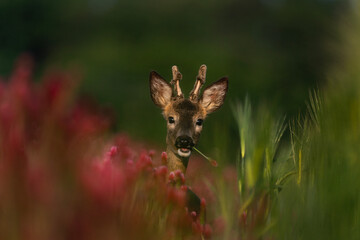 Roe deer hiding in the field. Deer during summer. European wildlife. 