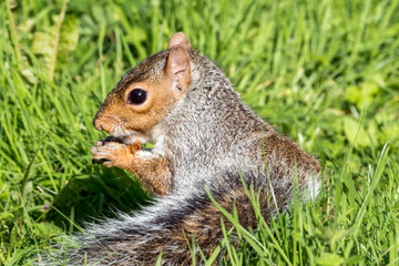 Naklejka na ściany i meble Grey squirrel (Sciurus carolinensis) eating which is a wild tree animal rodent mostly found in a wildlife woodland forest or garden, stock photo image