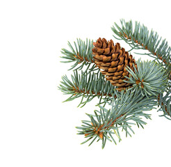 Spruce branch with cones isolated on white.