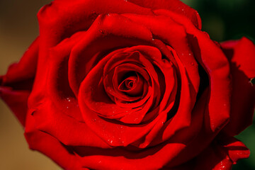 rose close-up, red rose background 