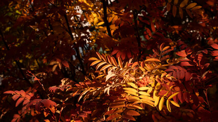 Autumn. Yellow and red leaves of mountain ash. Selective focus.