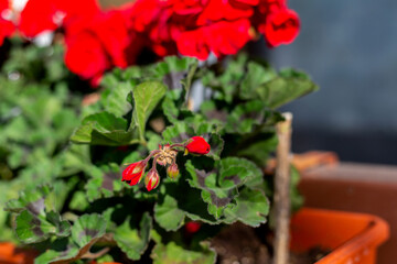 Red geraniums. Seasonal flowers. Terrace plant.