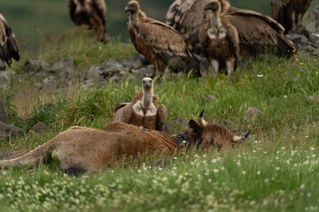 Griffon vultures near the carcass. Vultures in the Rhodope mountains. Bulgaria wildlife. 