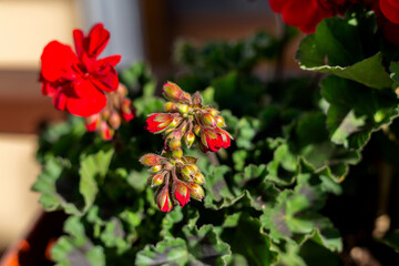 Red geraniums. Seasonal flowers. Terrace plant.