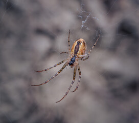 Spinne in einem Netz, Insekten