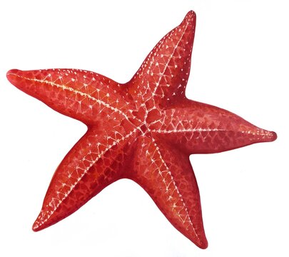 Detailed isolated red starfish hand-drawn illustration. Realistic watercolor starfish.