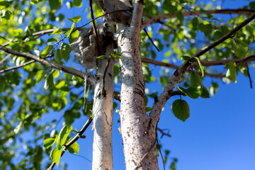 Birch tree trunk. Summer season.